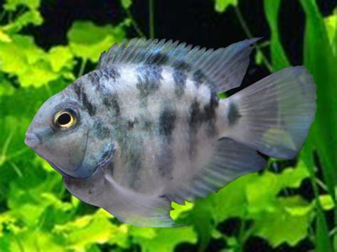 Black & White Parrot Cichlid | Cichlids, Tropical freshwater fish, South american cichlids