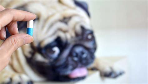 Probiotics and Prebiotics for Dogs Supplements: A Science-Based Guide