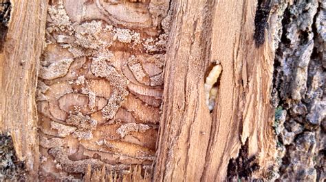 Landscape: Emerald Ash Borer | Center for Agriculture, Food, and the ...