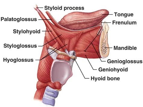 HUMAN MUSCULAR SYSTEM: Palatoglossus Muscle