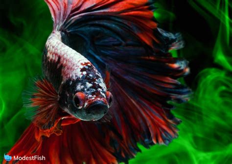 13 Types Of Betta Fish (Includes Video Of The Rarest)