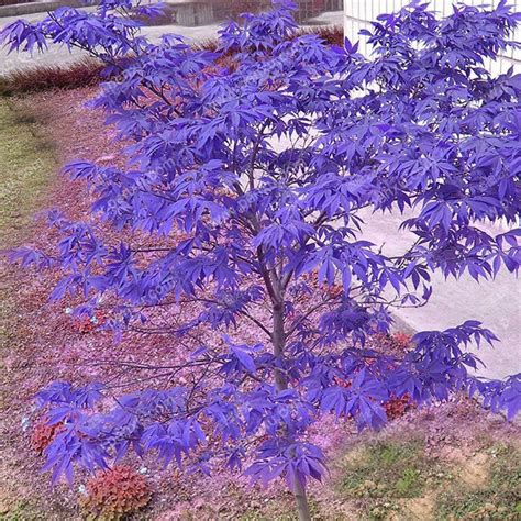 Garden & Patio Bonsai Plants, Seeds & Bulbs Purple Japanese Ghost Maple ...