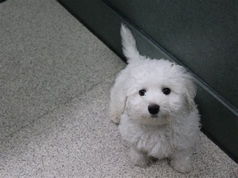 Bichon Frise DOG White ID:2623140 Located at Petland Montgomery