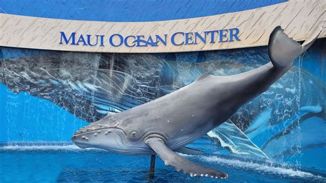 Maui Ocean Center Aquarium Hawaii - YouTube