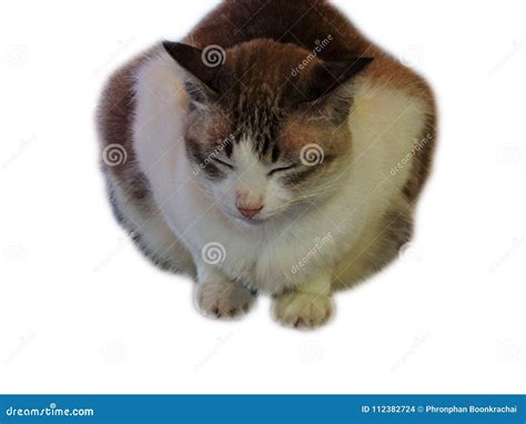 Brown cat sleeping stock photo. Image of behavior, animal - 112382724