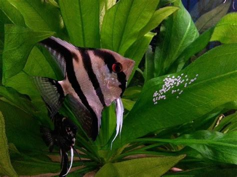 How To Breed Angelfish Plus Raise Fry - YouTube