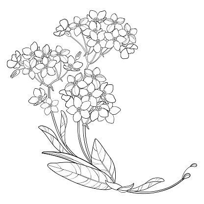 Vector corner bouquet with outline Forget me not or Myosotis flower ...