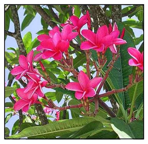 Kalachuchi / Plumiera rubra / Plumeria rubra / Temple flower / Frangipani : Herbal Medicine ...