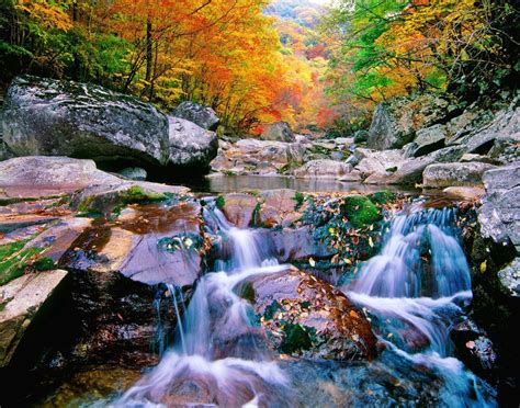 Yet another well-loved attraction in Korea, Jirisan Mountain during peak foliage season in late ...