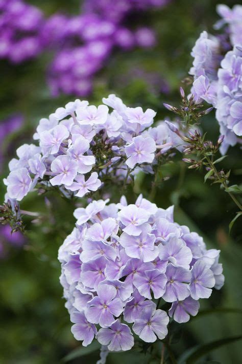 500+ Cottage garden: perennials ideas in 2020 | perennials, cottage garden, plants