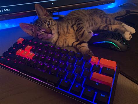 Gaming cat keyboard Blank Template - Imgflip