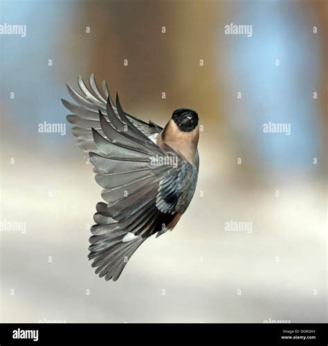 Female Eurasian Bullfinch (Pyrrhula pyrrhula) in flight Stock Photo - Alamy