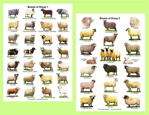 A4 Laminated Posters.breeds of Sheep 2 Different Posters - Etsy