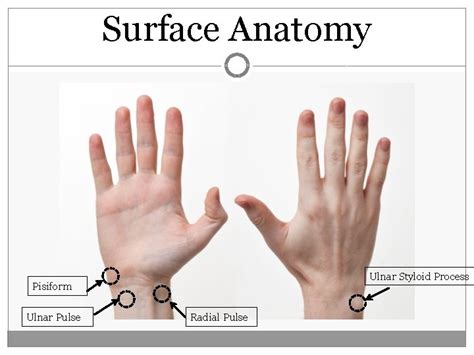 Ulnar Styloid