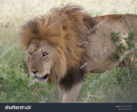 Young Lion His Pack Stock Photo 2178343101 | Shutterstock