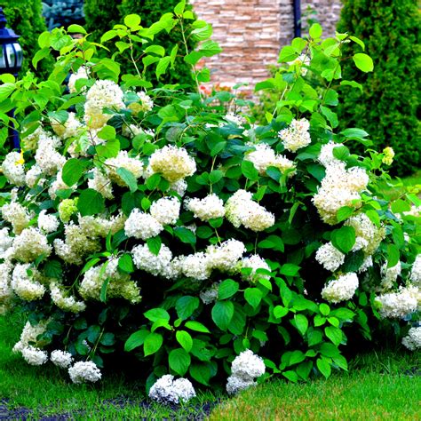 Hydrangea Arborescens 'Annabelle' In 2L Pot, Stunning Large Flower ...