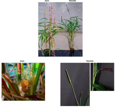 Solved Compare corn with Teosinte. How are they similar? How | Chegg.com