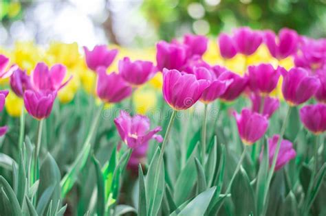 Pink Tulips Bloom in the Garden Stock Image - Image of bokeh, beautiful: 141945411