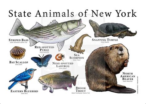 New York State Animals Poster Print - inkart