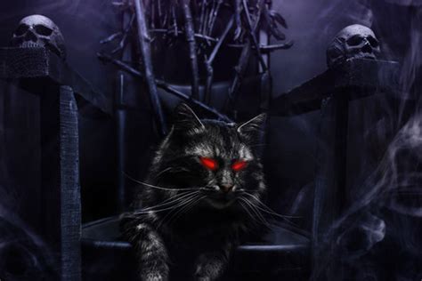 Sinister Cat