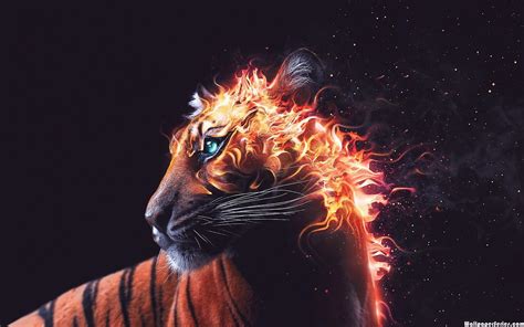 HD Fire Tiger Wallpaper | Download Free - 140576