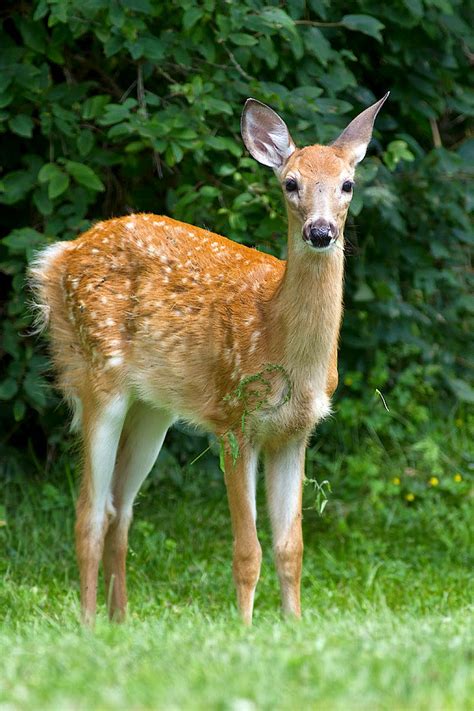 Ann Brokelman Photography: White Tailed Deer - Fawn with spots. August 2014