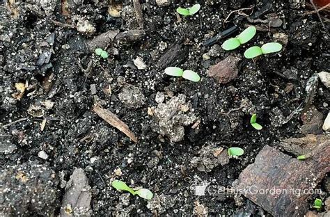 Planting Lettuce Seeds & Tips For Growing Lettuce From Seed - Get Busy ...