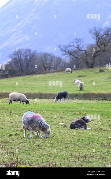 Herdwick sheep - traditional Lake Distric breed - in the Northern Lake ...