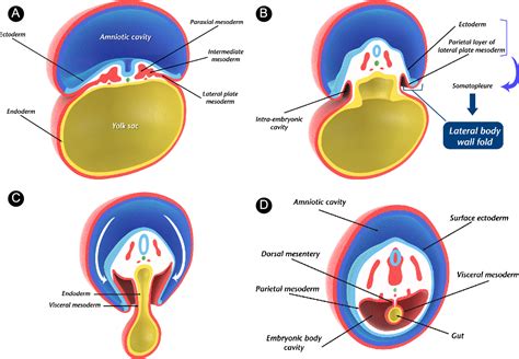 Figure 1 from When Closure Fails: What the Radiologist Needs to Know About the Embryology ...