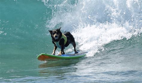 Surfin'Dog - JapaneseClass.jp