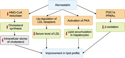 Mechanism action of Atorvastatin on lipid profile. | Download ...