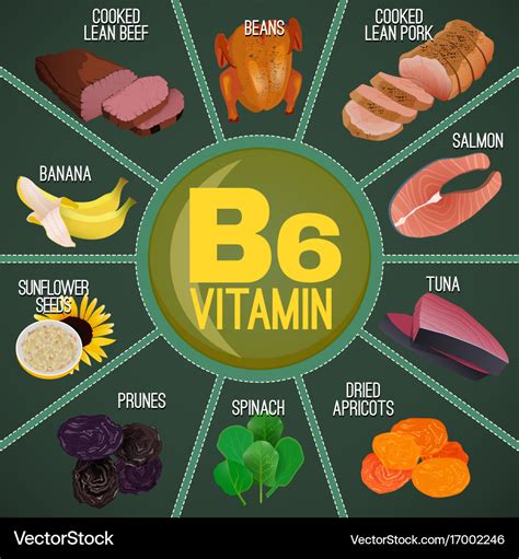 Vitamin b6 foods Royalty Free Vector Image - VectorStock