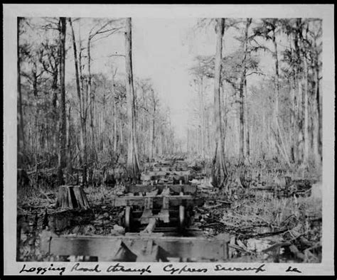 Loggers road in the swamp - South Louisiana ca 1920s | Louisiana ...