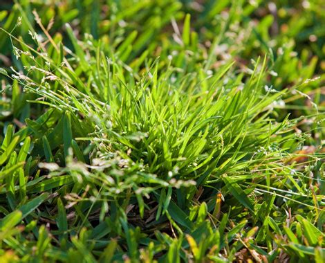 How To Combat Winter Weeds | All Turf Solutions