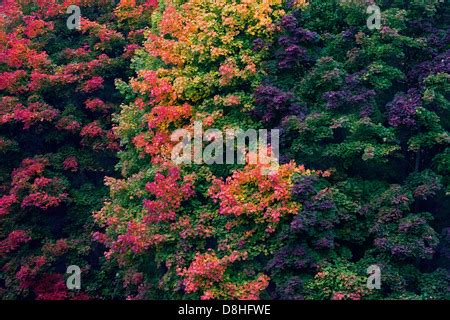 Fall foliage of Norway maple trees (Acer platanoides) in yellow Stock ...