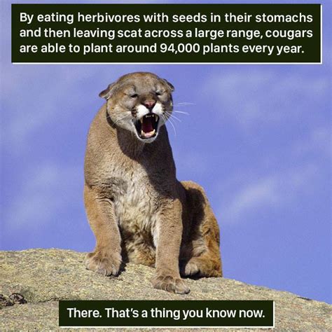 'Weird Animal Facts' Are Way Better Than Boring Human Facts