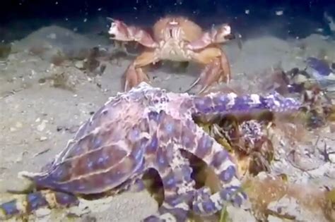 Deаdɩу blue ringed octopus and a determined crab duel in mesmerising underwater combat – Way Daily