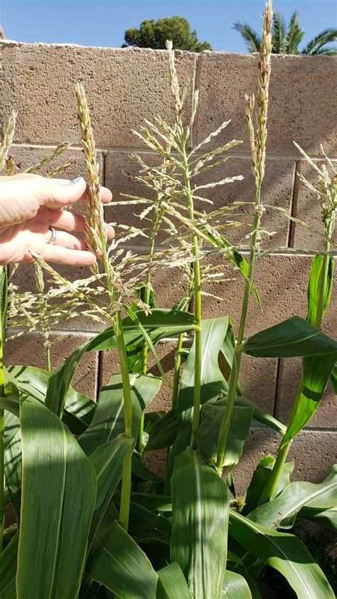 Corn Pollination - How to grow a full ear of corn > Lubba Lubba