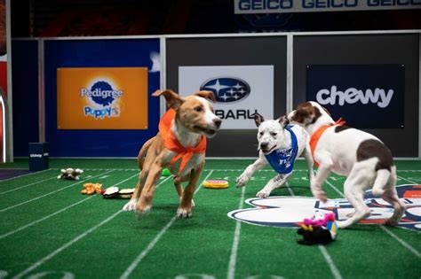 ‘Puppy Bowl’ 2022: How to watch online for free, time, TV channel - oregonlive.com