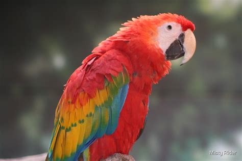 "Red Parrot" by Misty Rider | Redbubble