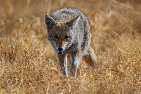 Coyote Behavior - Understanding Their Social Structure - USSCrafty