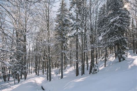 Premium Photo | Snow-covered trees in forest