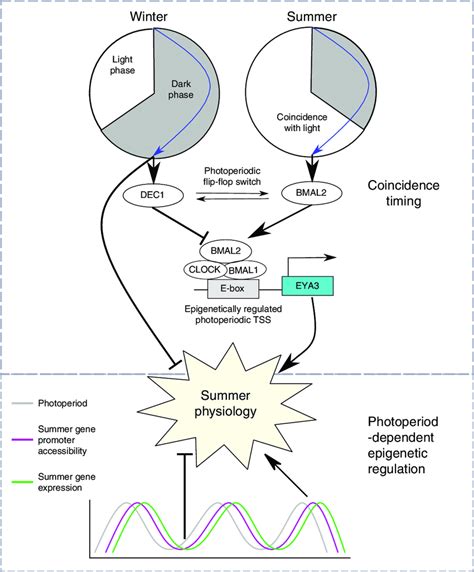 Mammalian photoperiodism model: coincidence timing and epigenetic... | Download Scientific Diagram