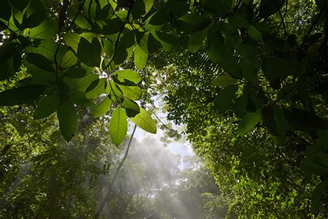 Rainforest study: Scientists now know the temperature at which ...