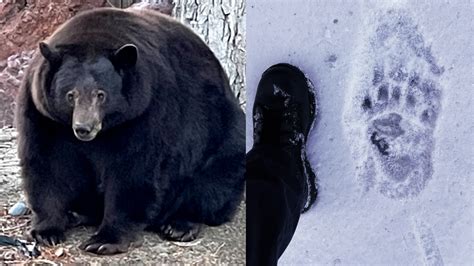 Hank the Tank: What should happen to 500-pound black bear dubbed a 'troublemaker?'