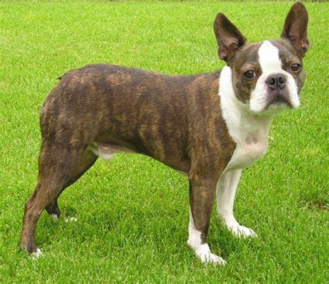 Boston Terrier Dog Breed » Information, Pictures, & More