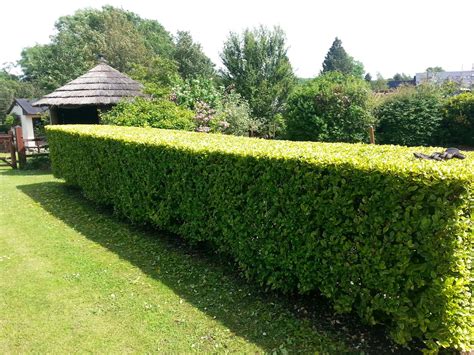 Plants: Hedges and Screens - Northeast Nursery