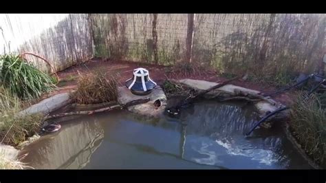 Madagascar pochard conservation exhibit at WWT Slimbridge - YouTube