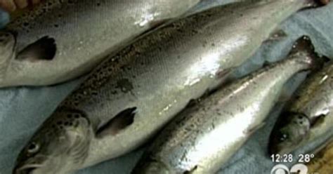 Genetically-Modified Salmon May Be Coming -- With No Identifying Labels ...