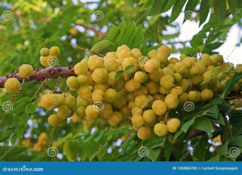 Star Gooseberry or Otaheite Gooseberry, Edible Small Yellow Berries Fruit Stock Photo - Image of ...